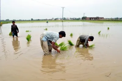 Pakistan's Rice Export Crisis: A 35% Plummet in February