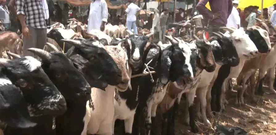 बकरीद 2026: पटना में तोतापरी बकरी ₹1 लाख तक, यूपी-तमिलनाडु में प्रशासन हाई अलर्ट