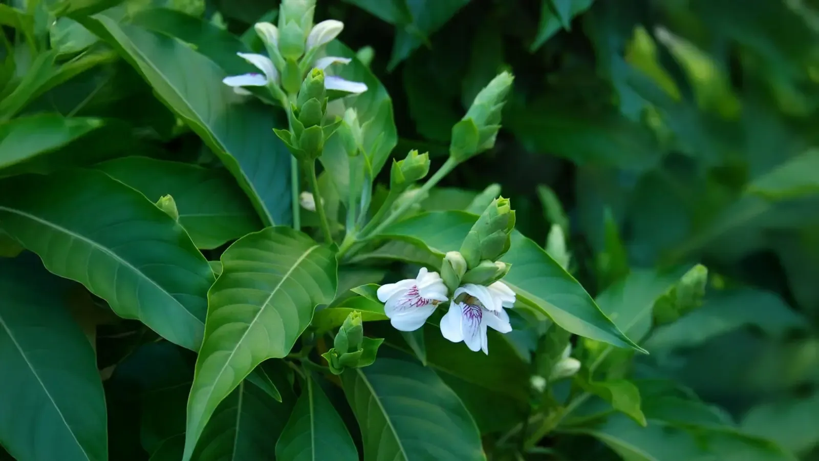 क्या पत्तियों से लेकर जड़ तक, अडूसा का हर हिस्सा औषधीय गुणों से भरपूर है?