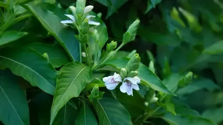 पत्तियों से लेकर जड़ तक, अडूसा का हर हिस्सा है औषधीय गुणों से भरपूर