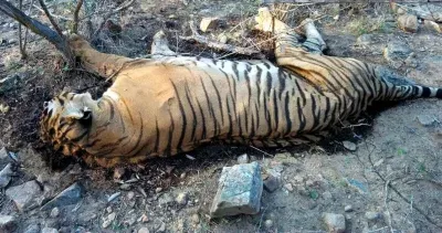 Tiger death at Nagarjunasagar-Srisailam Reserve: Pawan Kalyan orders probe
