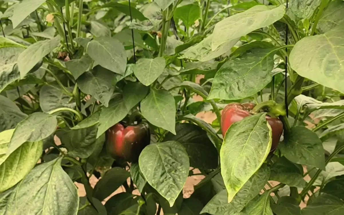 पीलीभीत में पॉलीहाउस खेती: किसानों के लिए आर्थिक समृद्धि का नया रास्ता