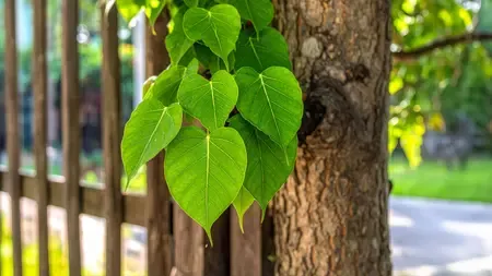 पीपल: धरती का देव वृक्ष, जिसमें छिपा है औषधीय गुणों का खजाना