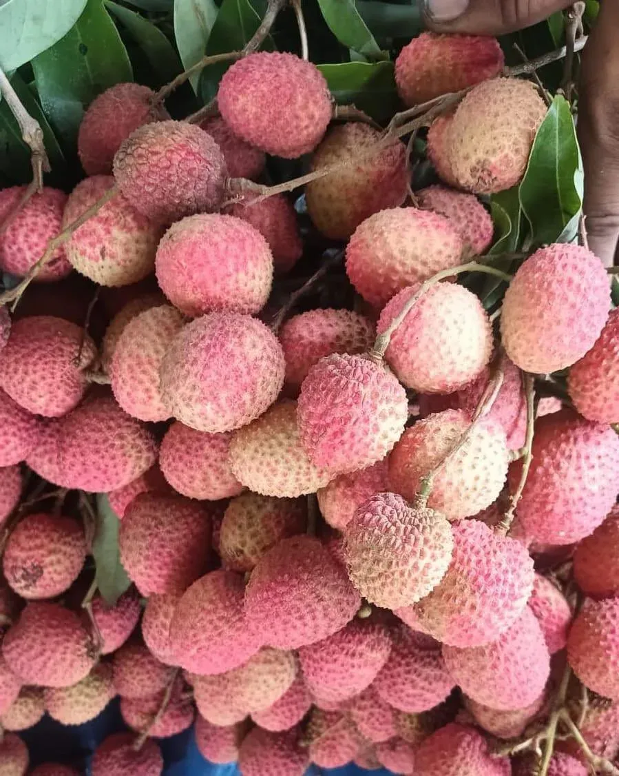 Piyush Goyal: Dehradun Lychee Exported to Italy for First Time