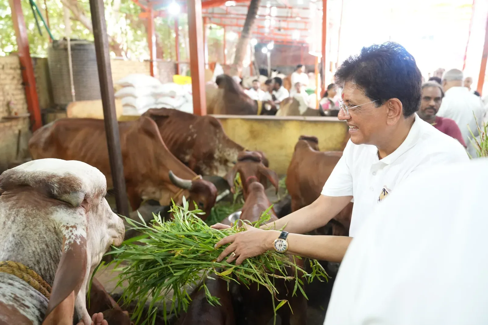 Piyush Goyal Feeds Cattle at Kandivali Gaushala