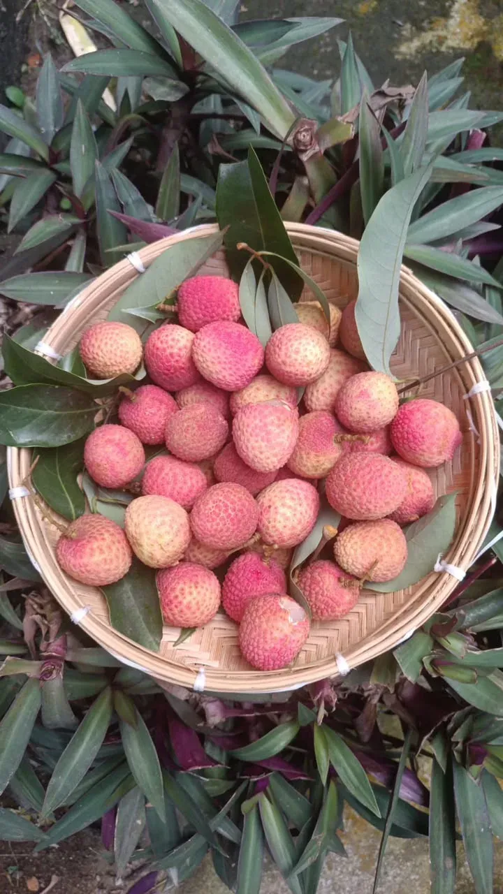 Piyush Goyal: Tezpur Litchi's First Export Reaches Dubai