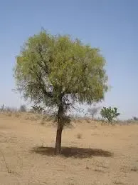 Is the Plan to Cut 5 Million Khejri Trees in West Rajasthan a Cause for Alarm?