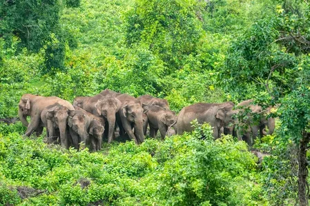 Elephant attack kills plantation worker in Kerala's Idukki; Munnar also hit