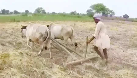 What is the Impact of PM KISAN Scheme on Farmers in MP's Damoh?