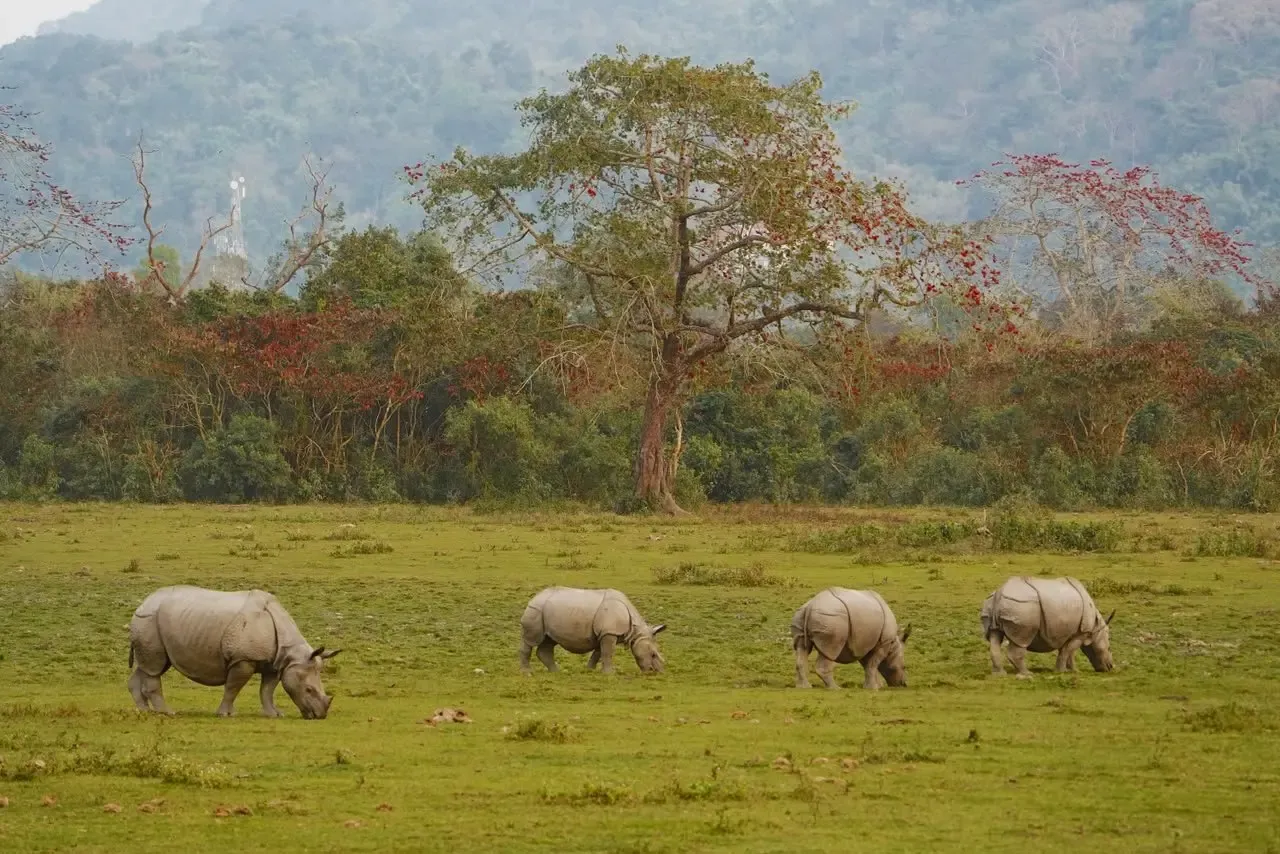 PM Modi launches Project Rhino on World Rhino Day to boost one-horned rhino conservation