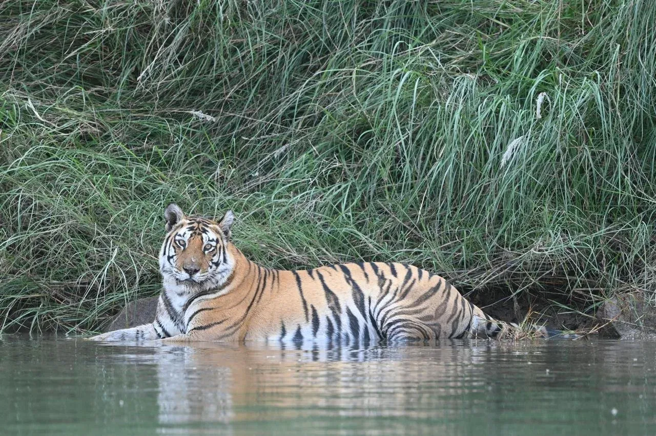 PM Modi Highlights Forest Staff and Community Role in Tiger Conservation