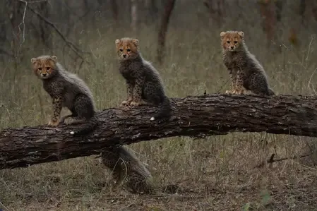 PM Modi Champions World Wildlife Day, Reiterates India's Conservation Pledge