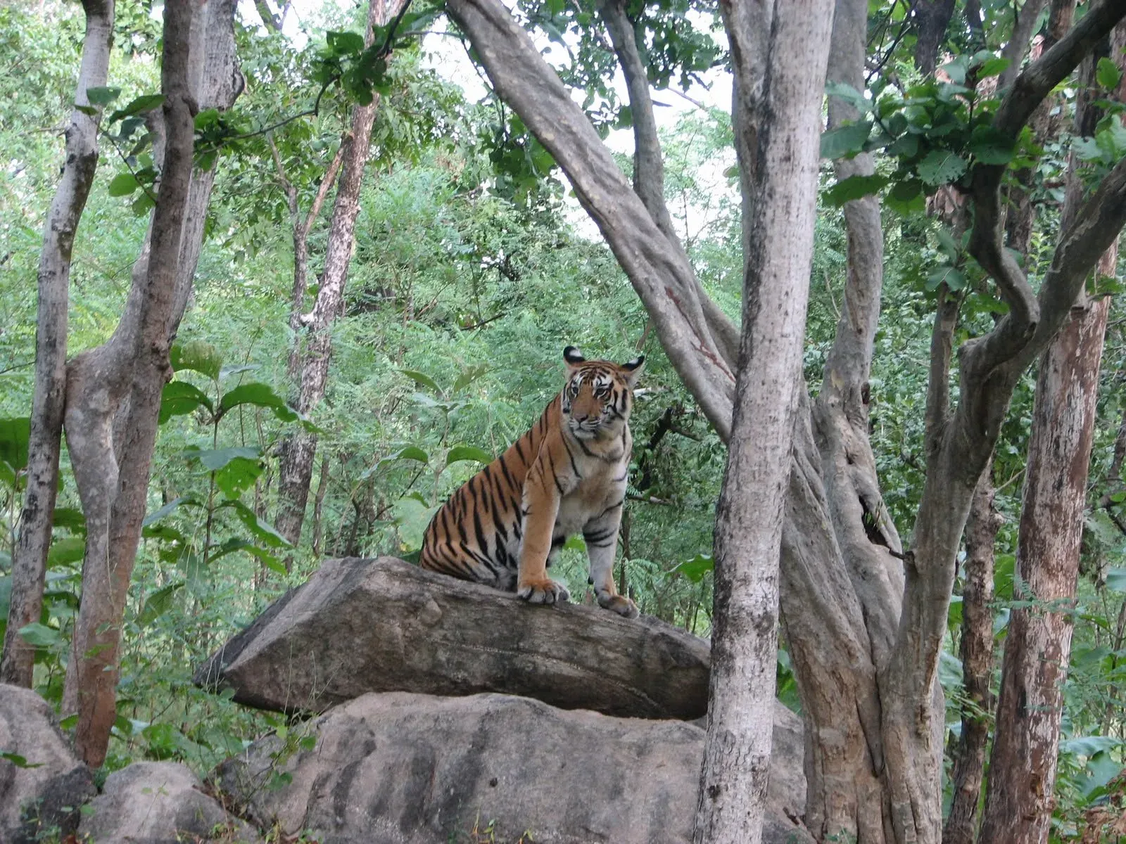 PM Modi marks Global Tiger Day, cites India's 70% share of world tigers