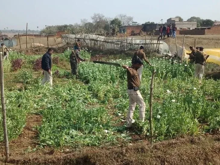 Jharkhand police raze illegal opium on 4,619 acres in 2025-26, 48 arrested