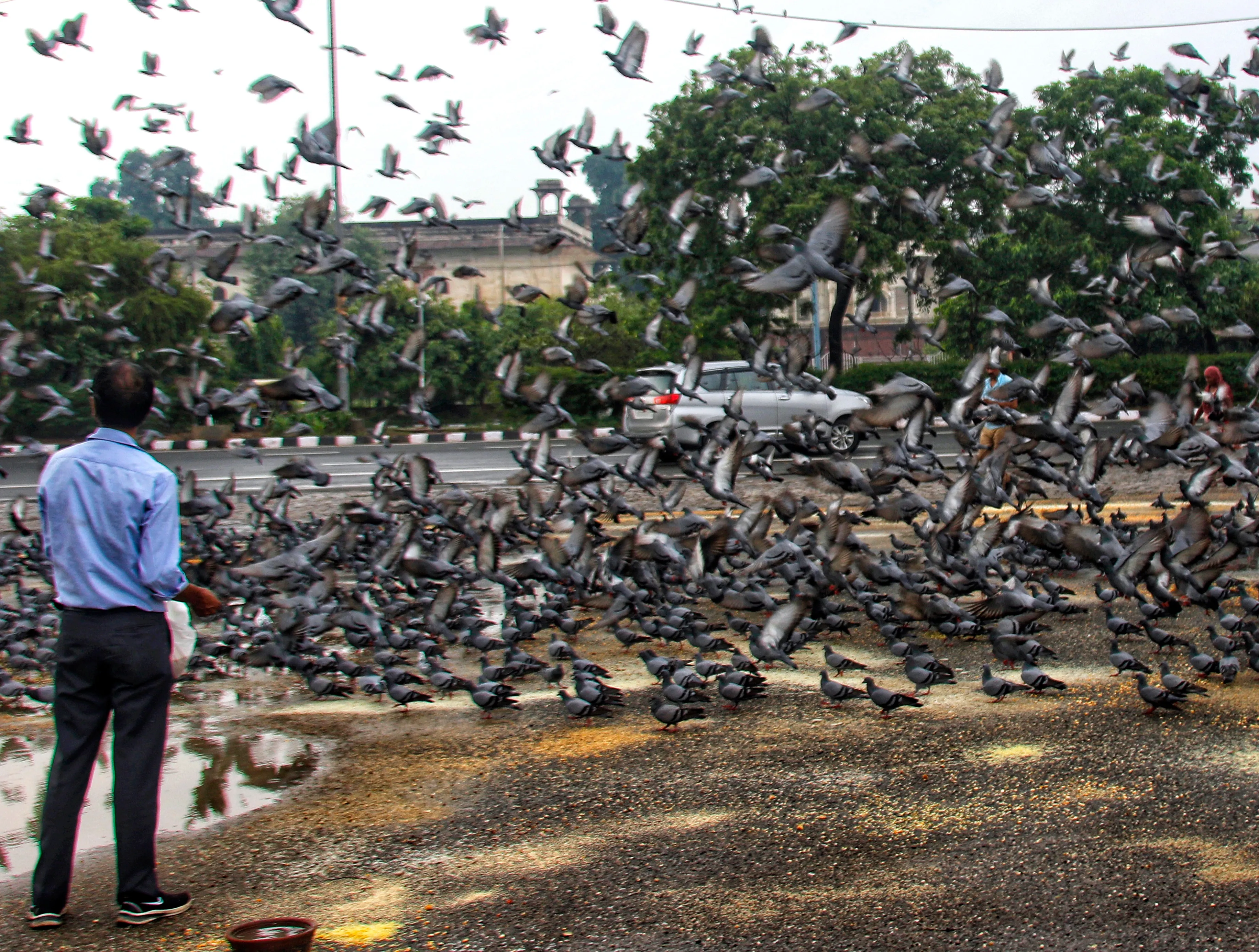 Is Feeding Pigeons on Delhi's Footpaths Harmful?