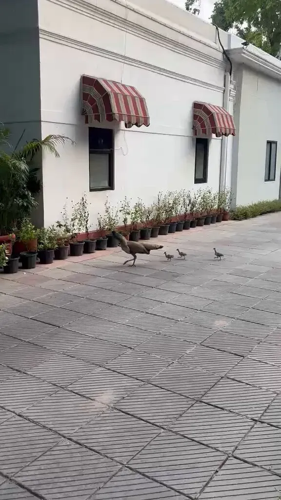 Pralhad Joshi Shares Joy as Peacock Family Visits Residence