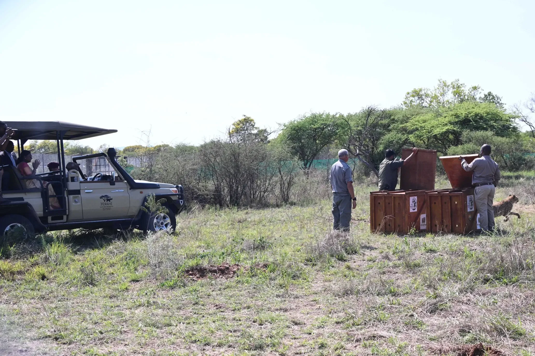 Did President Murmu and Botswana President Witness Cheetah Release at Nature Reserve?