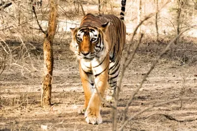 What Happened to the Priest Killed by a Tiger Inside Ranthambore Fort?