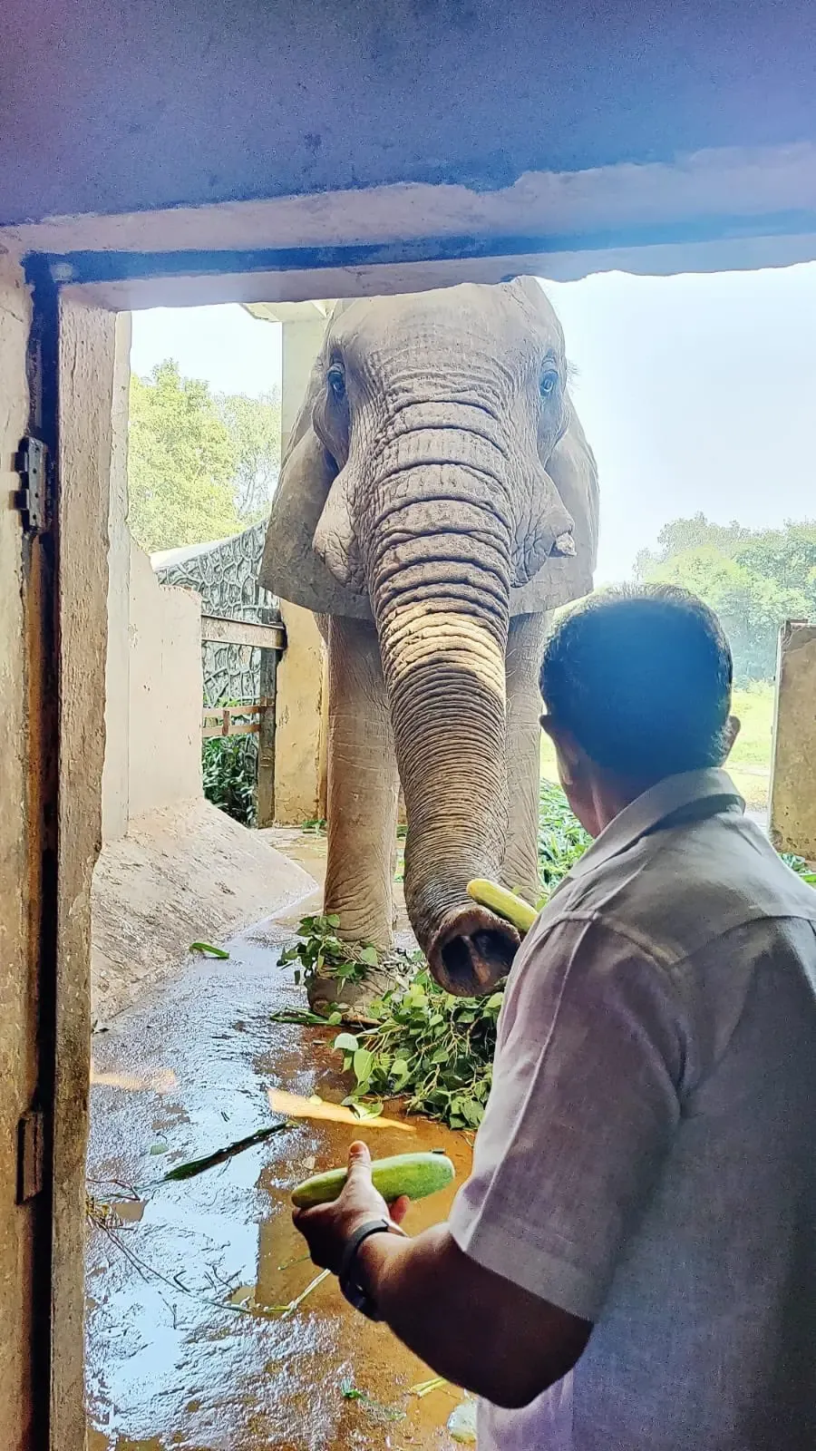 What Led to the Mysterious Death of Delhi Zoo's African Elephant?