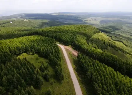 UN report: Only 7 of 26 Global Forest Goals on track for 2030