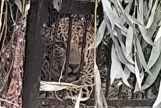 Leopard Captured in Cage at Sri Venkateswara University Campus in Tirupati