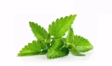 पुदीना से पाएं पाचन, ऊर्जा और इम्युनिटी को मजबूती, गर्मियों से देता है राहत 