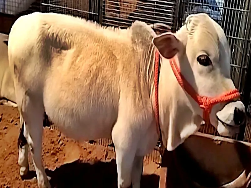 What Makes the Punganur Cow the Star of the Pushkar Fair?