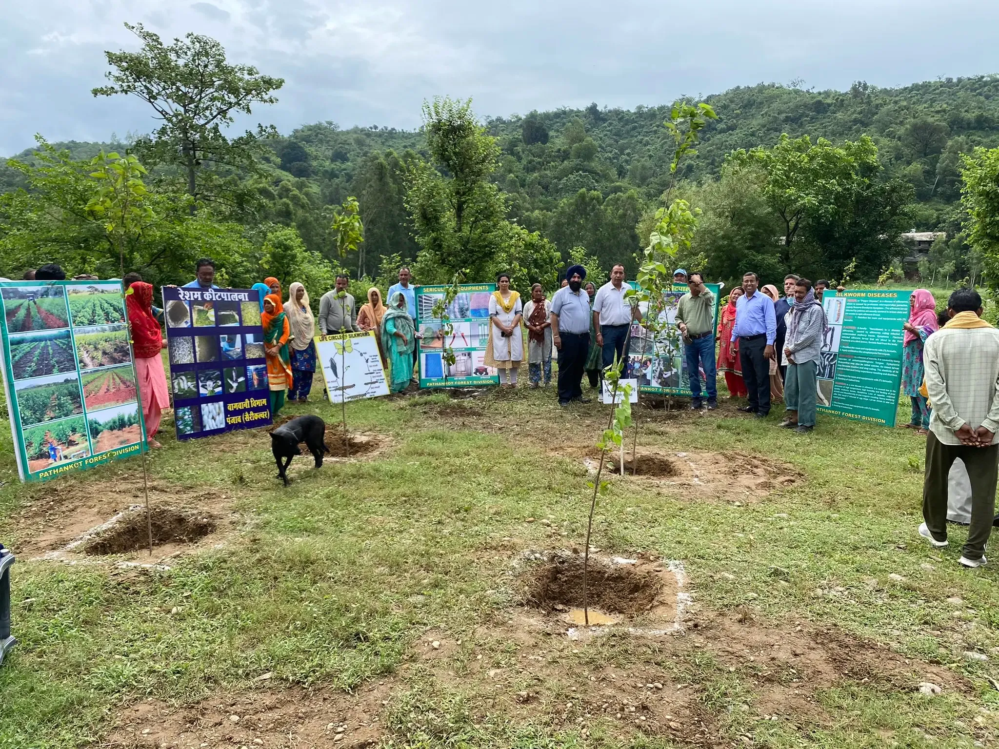 Punjab Initiates Planting of 284,000 Saplings in 2024, Minister Reports