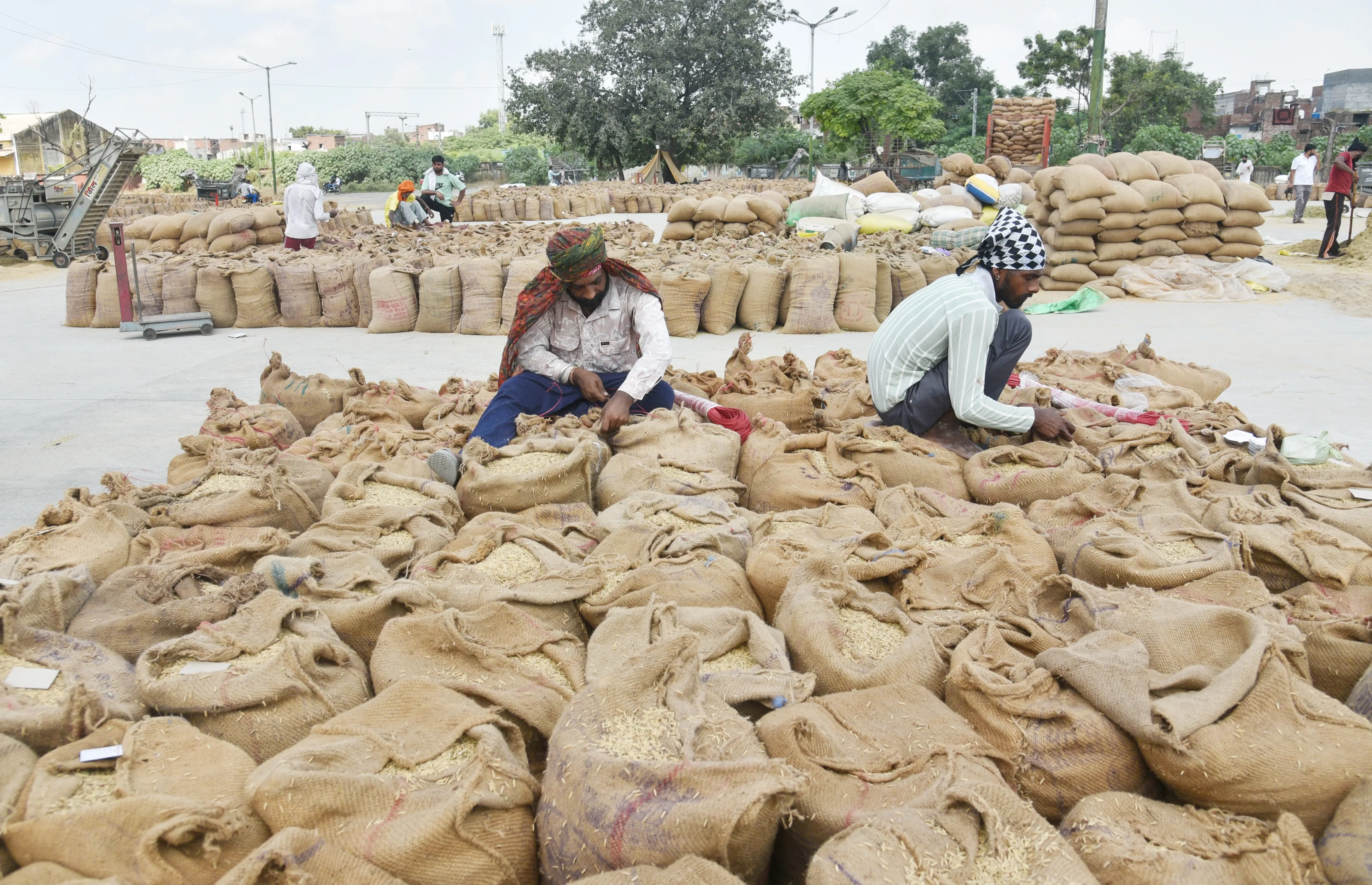 Is Punjab Ready to Procure 172 Lakh Metric Tonnes of Paddy?