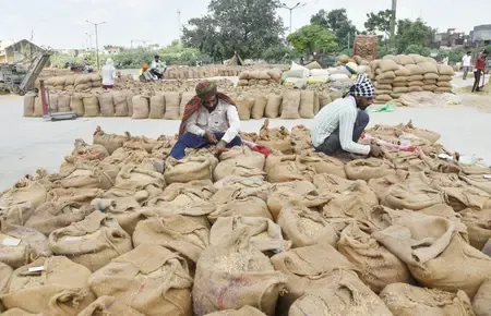 Is Punjab Ready to Procure 172 Lakh Metric Tonnes of Paddy?
