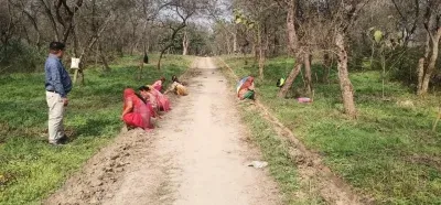 Punjab biodiversity project: ₹760 crore JICA tie-up to expand tree cover