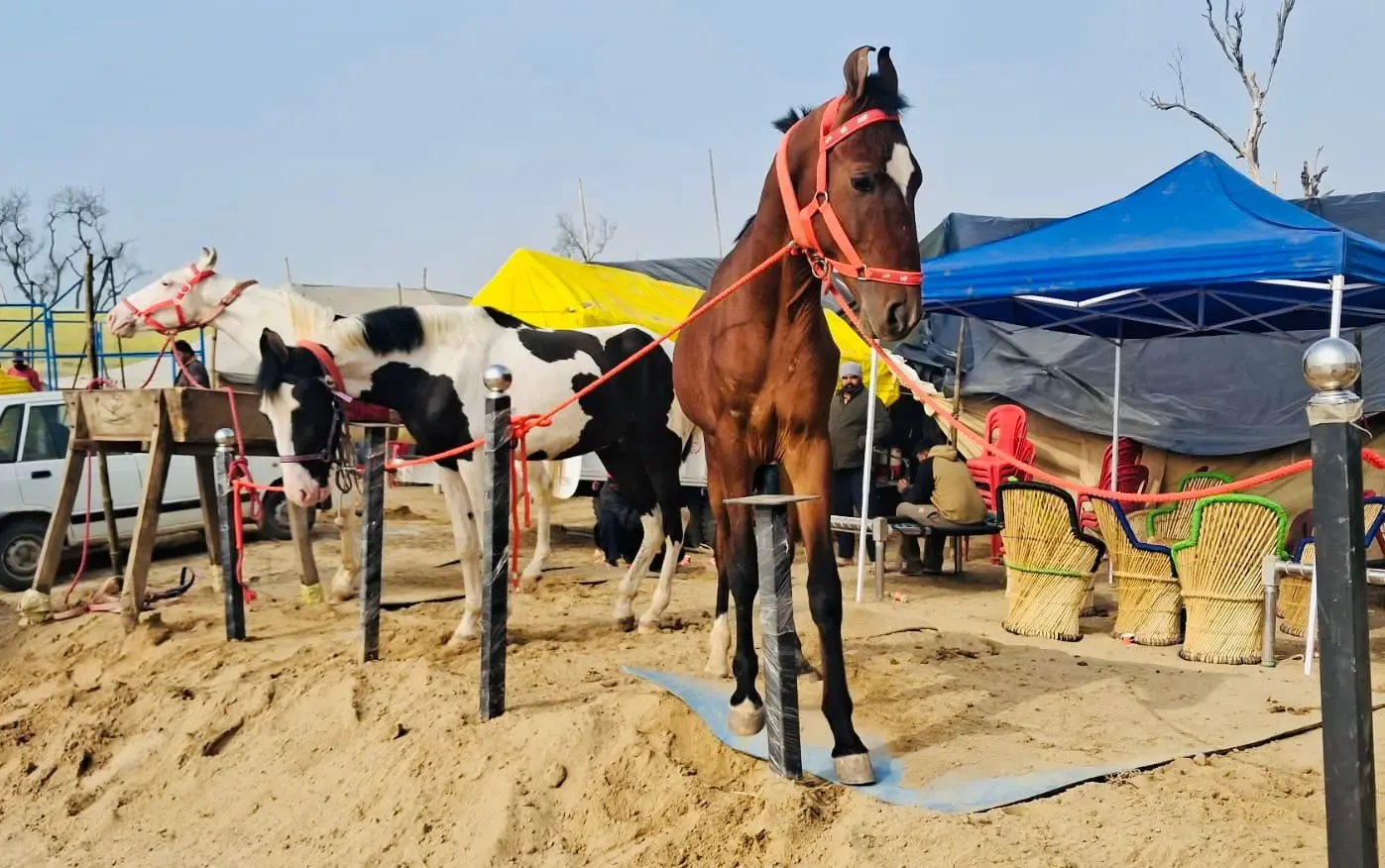 Will Punjab's Cattle and Horse Fair Celebrate Maghi Festival?