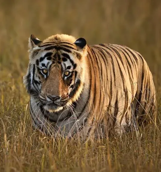 Puri hails India's tiger conservation on International Tiger Day