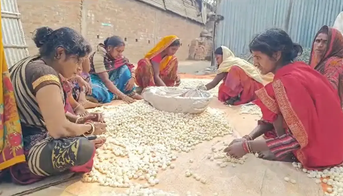 मन की बात में मोदी ने किया पूर्णिया के मखाने का जिक्र, युवा उद्यमी मखाना कारोबार से जुड़ रहे