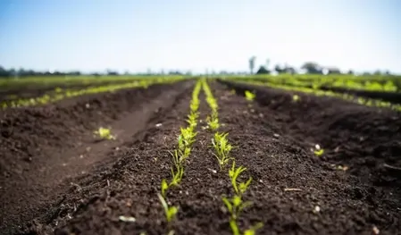 What New AI Farm Projects Are Being Launched by Quad?