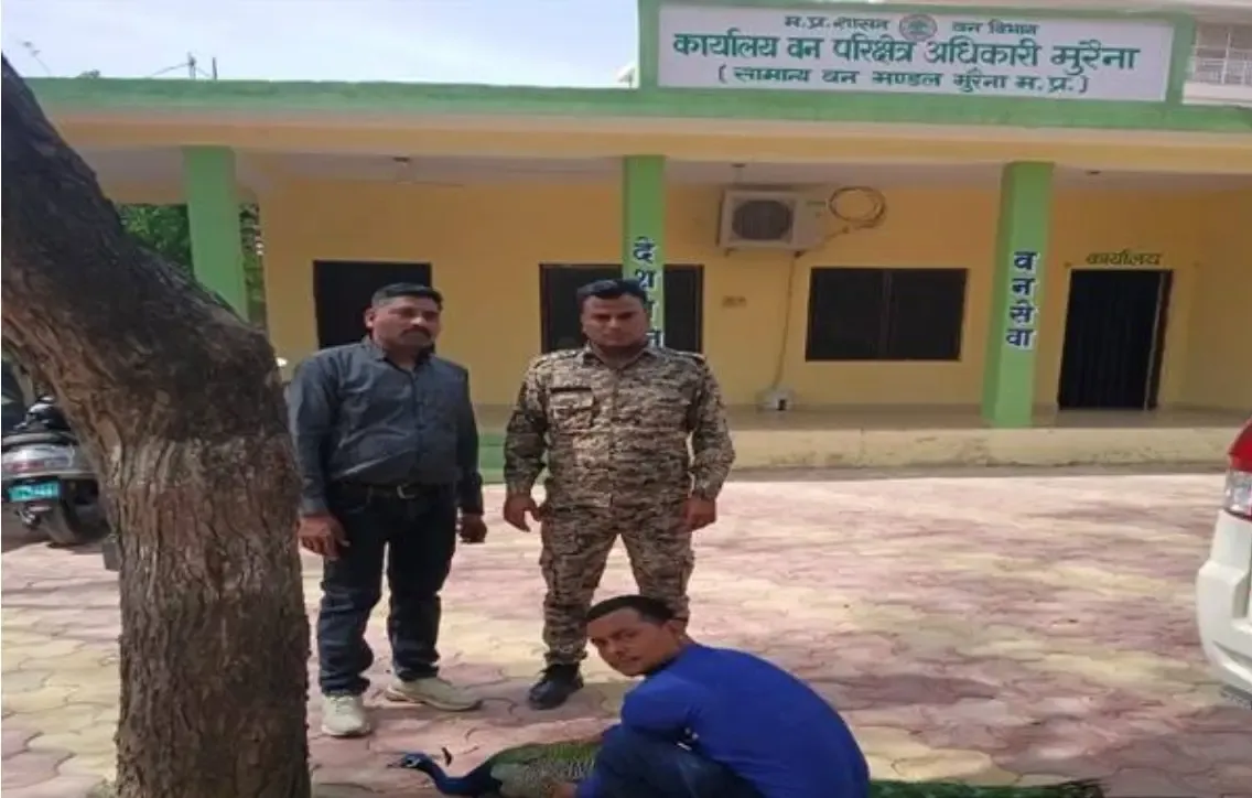 Emergency Service 'Dial 112' Aids Injured Peacock in Morena, MP