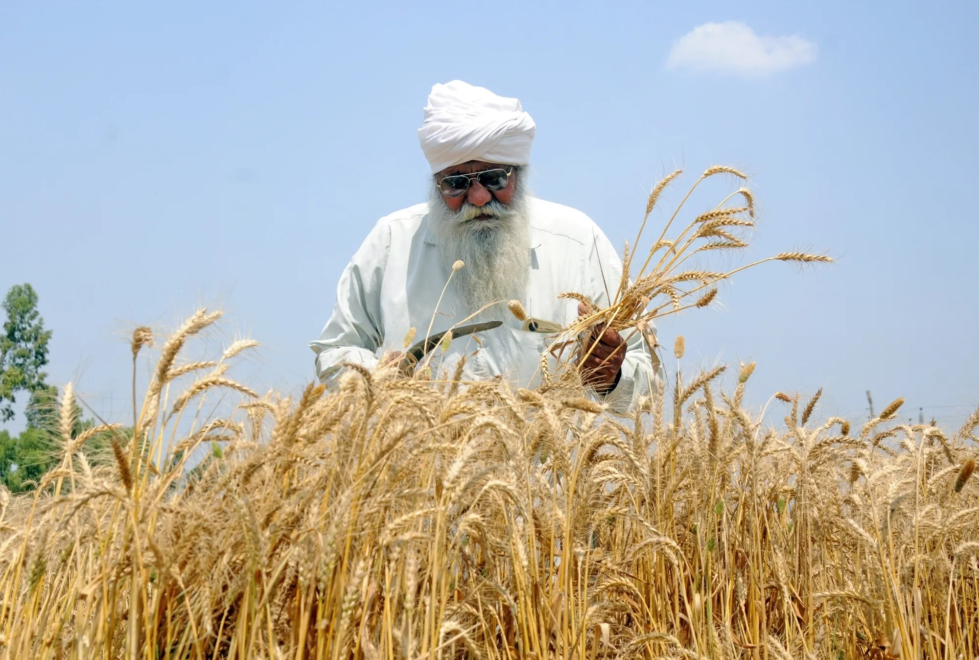 Has Rabi Crop Sowing Surpassed 479 Lakh Hectares with Pulses and Wheat Rising?