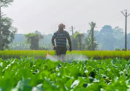 Has Rabi Crop Sowing Surpassed 208 Lakh Hectares This Fiscal?