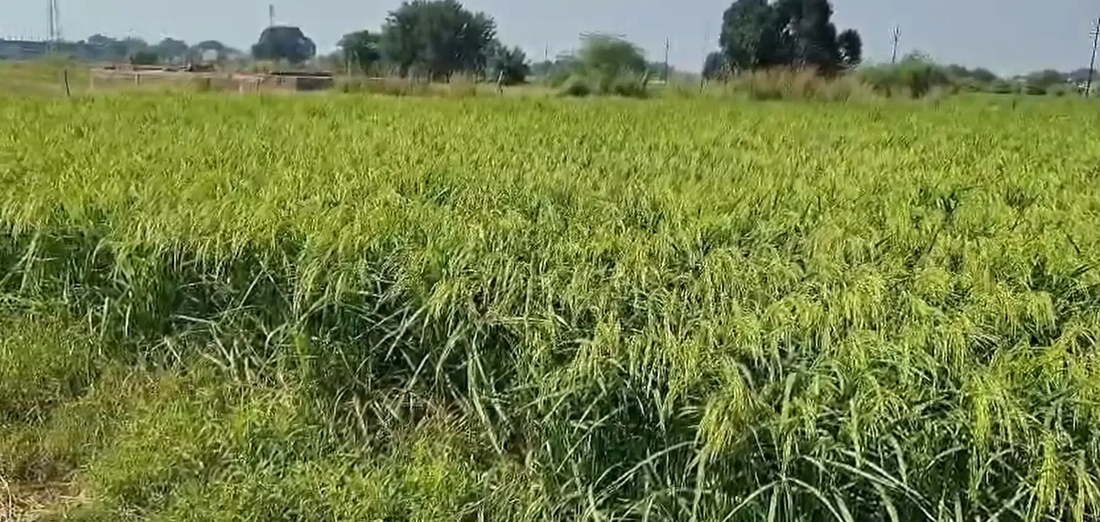 रबी फसलों के एमएसपी में बड़ी बढ़ोतरी: कुसुम में ₹675, गेहूं ₹2,610 प्रति क्विंटल तय