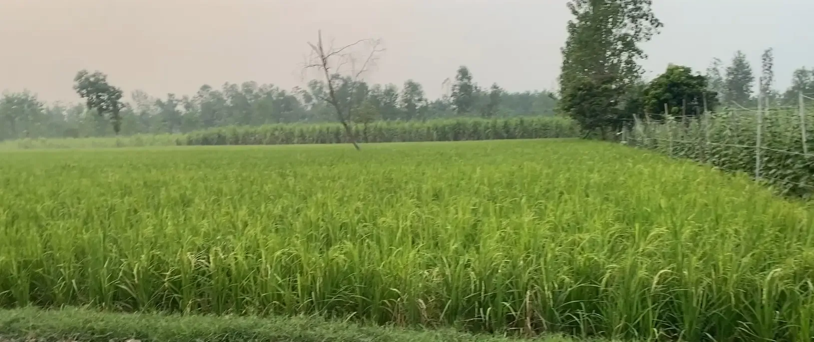 क्या रबी फसलों के एमएसपी में बढ़ोतरी से सहारनपुर के किसानों की खुशहाली बढ़ेगी?