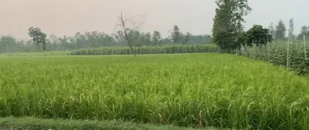 रबी फसलों के एमएसपी में बढ़ोतरी, सहारनपुर के किसानों ने जताई खुशी