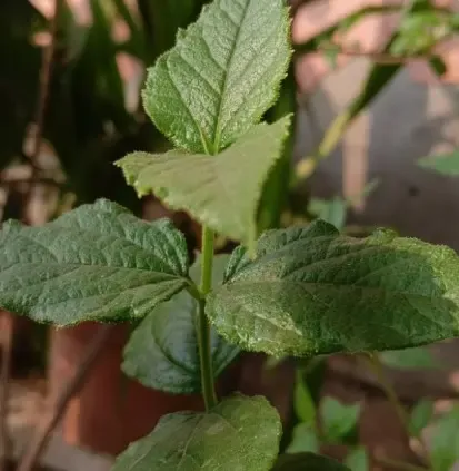 राहत का दूसरा नाम ‘हरसिंगार’, एक-दो नहीं अनेक समस्याओं की करता है छुट्टी