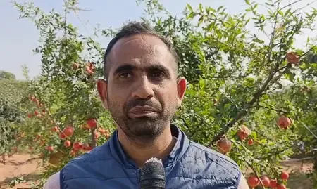 Can New Pomegranate Varieties Elevate Farmers' Income in Rajasthan?