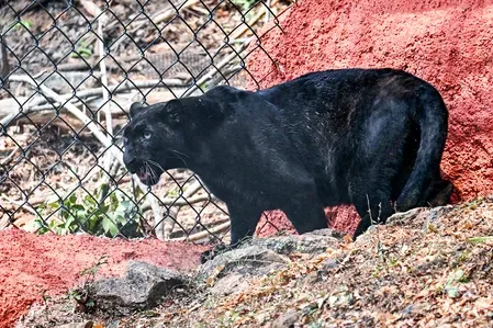 Udaipur panther captured after 5 attacks in Kheda village, Rajasthan