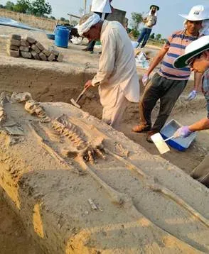 Rakhigarhi skeletons handed to AnSI for ancient DNA and Harappan study