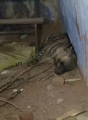 क्या रांची के पास स्कूल में लकड़बग्घा ने मचाई दहशत?