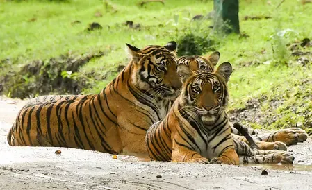 Ranthambore Tiger Reserve security tightened; illegal mining crackdown ordered