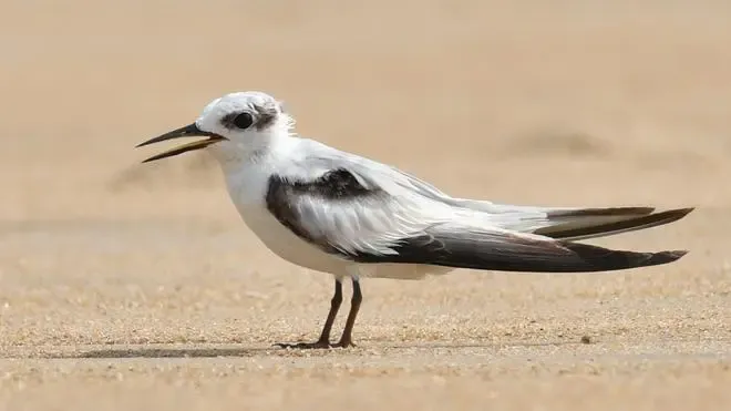 Have Rare Coastal Birds Returned to Chennai After Four Decades?