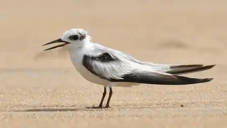 Have Rare Coastal Birds Returned to Chennai After Four Decades?