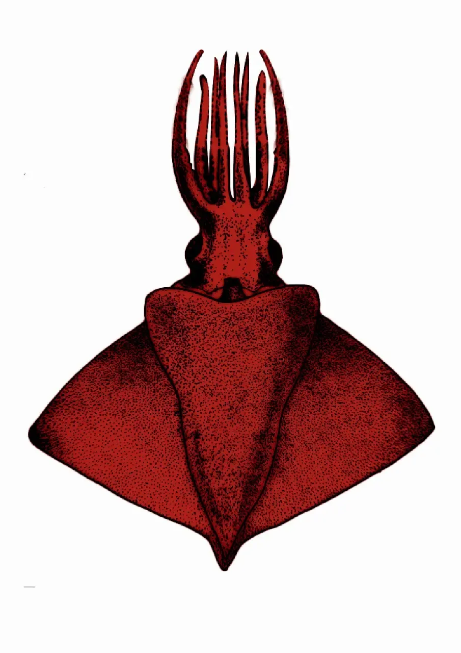 What Did Scientists Discover in the Arabian Sea? A Rare Deep Sea 'Octopus Squid'!